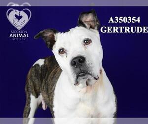 American Pit Bull Terrier Dogs for adoption in Stockton, CA, USA