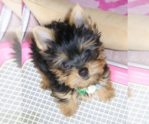 Yorkshire Terrier Dogs for adoption in ATHENS, GA, USA