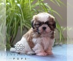 Small #3 Shih Tzu