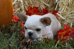 Small Photo #6 French Bulldog Puppy For Sale in GARNER, NC, USA