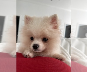 Pomeranian Puppy for sale in CORAL GABLES, FL, USA