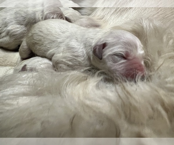 Medium Photo #18 English Cream Golden Retriever Puppy For Sale in WHITE SALMON, WA, USA
