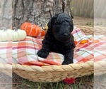 Small #13 Goldendoodle