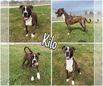 Small American Staffordshire Terrier Mix