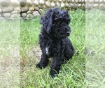 Small Photo #5 Poodle (Miniature) Puppy For Sale in STANTON, MI, USA