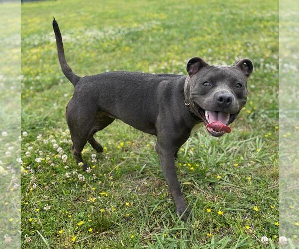 Medium Photo #2 American Pit Bull Terrier-Unknown Mix Puppy For Sale in Virginia Beach, VA, USA