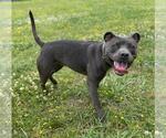 Small #1 American Pit Bull Terrier Mix