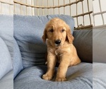 Small #3 Golden Retriever