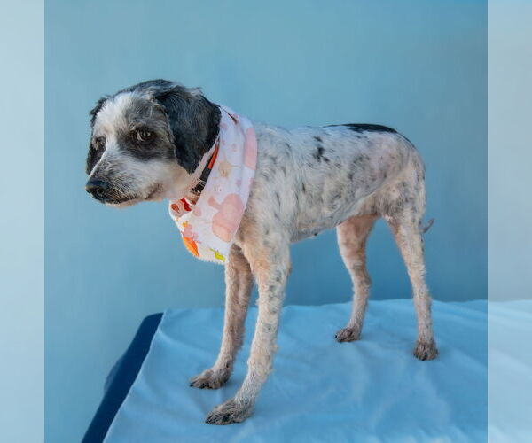 Medium Photo #2 Mutt Puppy For Sale in Pasadena, CA, USA