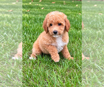 Small #2 Poodle (Miniature)