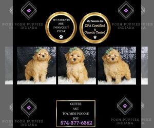 Poodle (Toy) Puppy for sale in WARSAW, IN, USA