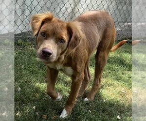 Border Collie-Unknown Mix Dogs for adoption in Texas City, TX, USA