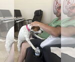 Small #16 Jack Russell Terrier-Whippet Mix