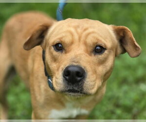 Mutt Dogs for adoption in Anniston, AL, USA