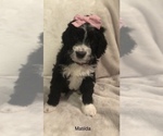 Small Photo #13 Bernedoodle Puppy For Sale in MIAMISBURG, OH, USA