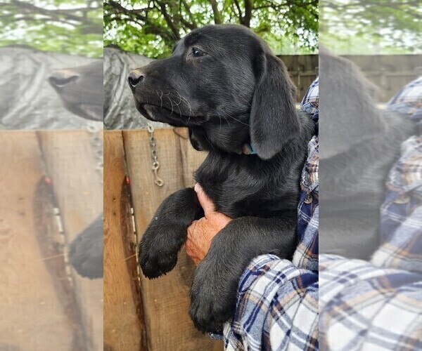 Medium Photo #36 Labrador Retriever Puppy For Sale in IONE, CA, USA