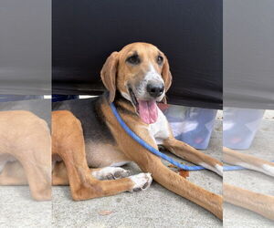 Mutt Dogs for adoption in Mount Pleasant, SC, USA