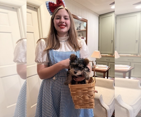 Medium Photo #7 Yorkshire Terrier Puppy For Sale in ATLANTA, GA, USA