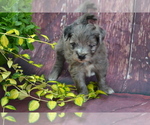 Image preview for Ad Listing. Nickname: Litter of 7