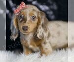 Puppy Penelope ACA Dachshund