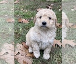 Small Photo #26 Aussiedoodle Miniature  Puppy For Sale in COMMERCE, MI, USA