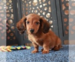 Small #3 Dachshund