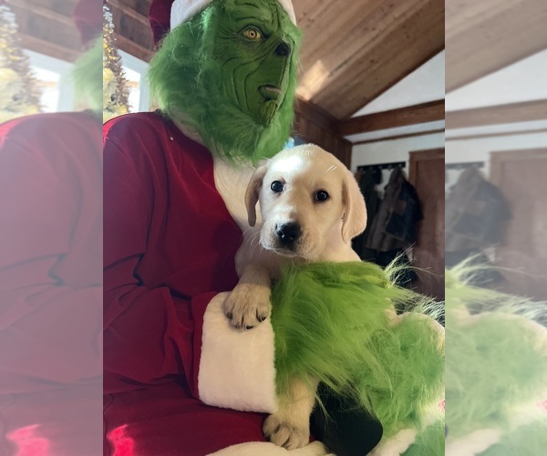 Medium Photo #2 Labrador Retriever Puppy For Sale in NEOLA, WV, USA