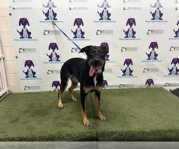 Medium Photo #1 Shepradors Puppy For Sale in Orlando, FL, USA