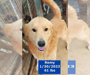 Golden Retriever-Hovawart Mix Dogs for adoption in West Hollywood, CA, USA
