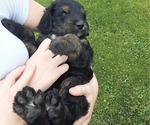 Small #15 Bernese Mountain Dog-Goldendoodle Mix