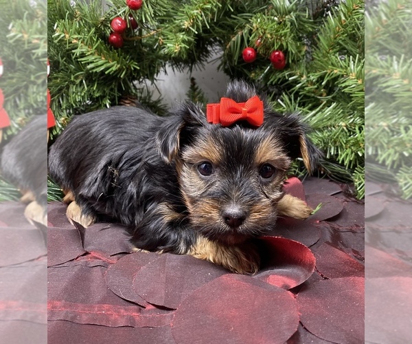 Medium Photo #41 Shorkie Tzu-Yorkshire Terrier Mix Puppy For Sale in SELLERSBURG, IN, USA