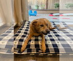 Small #6 Labrador Retriever
