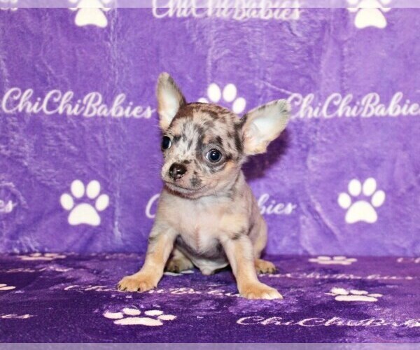 Medium Photo #40 Chihuahua Puppy For Sale in CHARLESTON, AR, USA