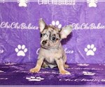 Small Photo #40 Chihuahua Puppy For Sale in CHARLESTON, AR, USA