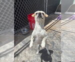 Small #1 Chihuahua