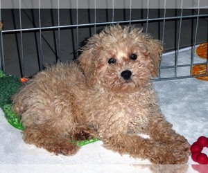 Poodle (Toy) Puppy for sale in ORO VALLEY, AZ, USA