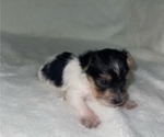 Small Photo #5 Yorkshire Terrier Puppy For Sale in RALEIGH, NC, USA