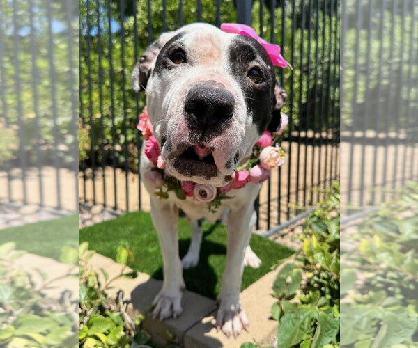 Medium Photo #12 American Pit Bull Terrier-Unknown Mix Puppy For Sale in Redlands, CA, USA