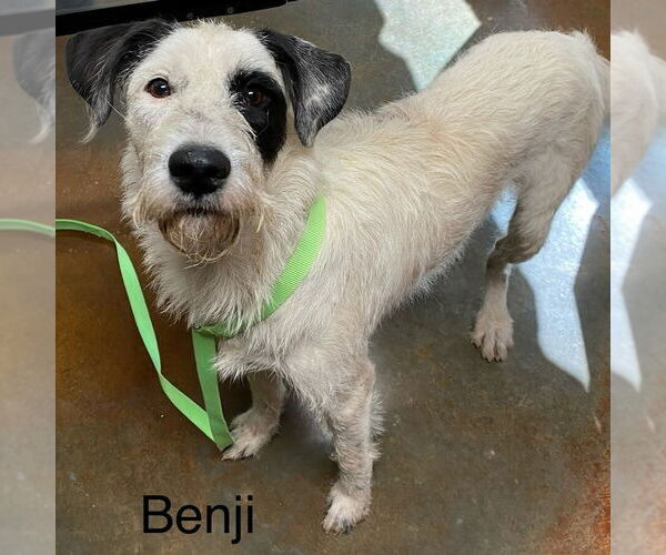 Medium Photo #1 Mutt Puppy For Sale in Rockaway, NJ, USA