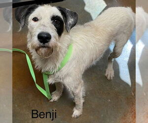 Mutt Dogs for adoption in Rockaway, NJ, USA