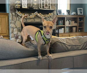 Chihuahua-Unknown Mix Dogs for adoption in Minneapolis, MN, USA