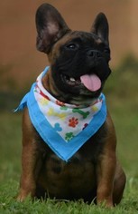 French Bulldog Puppy for sale in CULPEPER, VA, USA