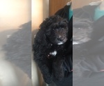 Puppy 1 Bernedoodle