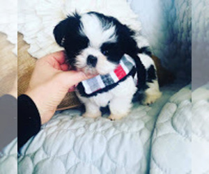 Shih Tzu Puppy for sale in BAKERSFIELD, CA, USA