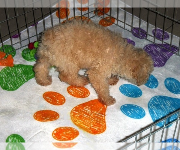 Medium Photo #5 Poodle (Toy) Puppy For Sale in ORO VALLEY, AZ, USA