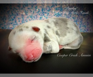 Miniature Australian Shepherd Puppy for sale in SMITHVILLE, AR, USA