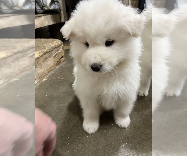 Medium Photo #4 Samoyed Puppy For Sale in LITTLE FALLS, MN, USA