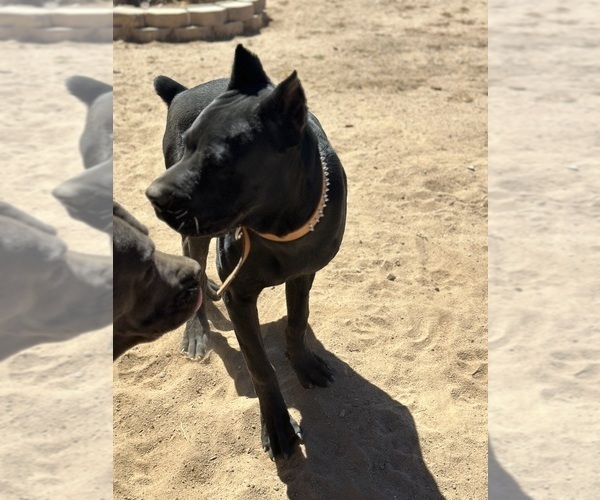 Medium Photo #1 Cane Corso Puppy For Sale in HESPERIA, CA, USA