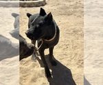 Small Cane Corso
