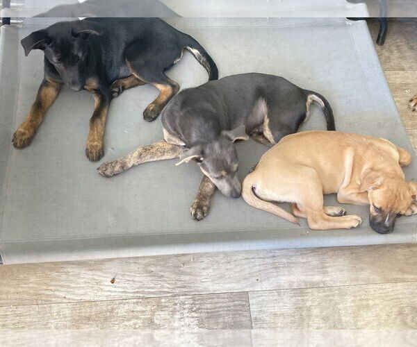 Medium Photo #5 Mutt Puppy For Sale in San Diego, CA, USA